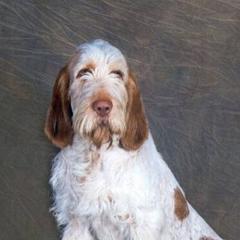 Bracco Italianos and Spinoni Italiani from Caccia Cane Spinone