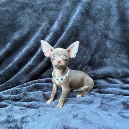 Peppermint - Chocolate male Chihuahua puppy in Conway, Arkansas from Kings chichis