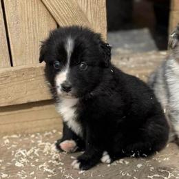 Violet - Black & white female Australian Shepherd puppy in Ellensburg, Washington from Creekside Aussies
