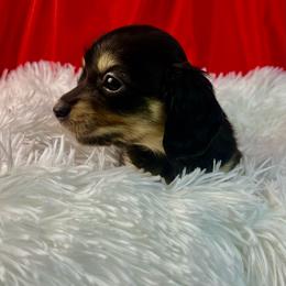Fern - Black and cream female Dachshund puppy in Mesquite, Texas from AB Dachshund
