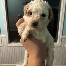 Leo - Cream male Aussiedoodle puppy in Mtn Rest, South Carolina from Stocktons Doxies & Doodles