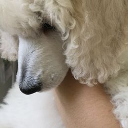 Poodle Puppies from Magnificent Standards