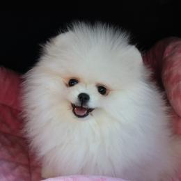Pomeranian Puppies from Eelan’s Poms