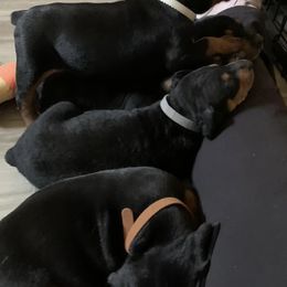 German Pinschers from ThunderPaws