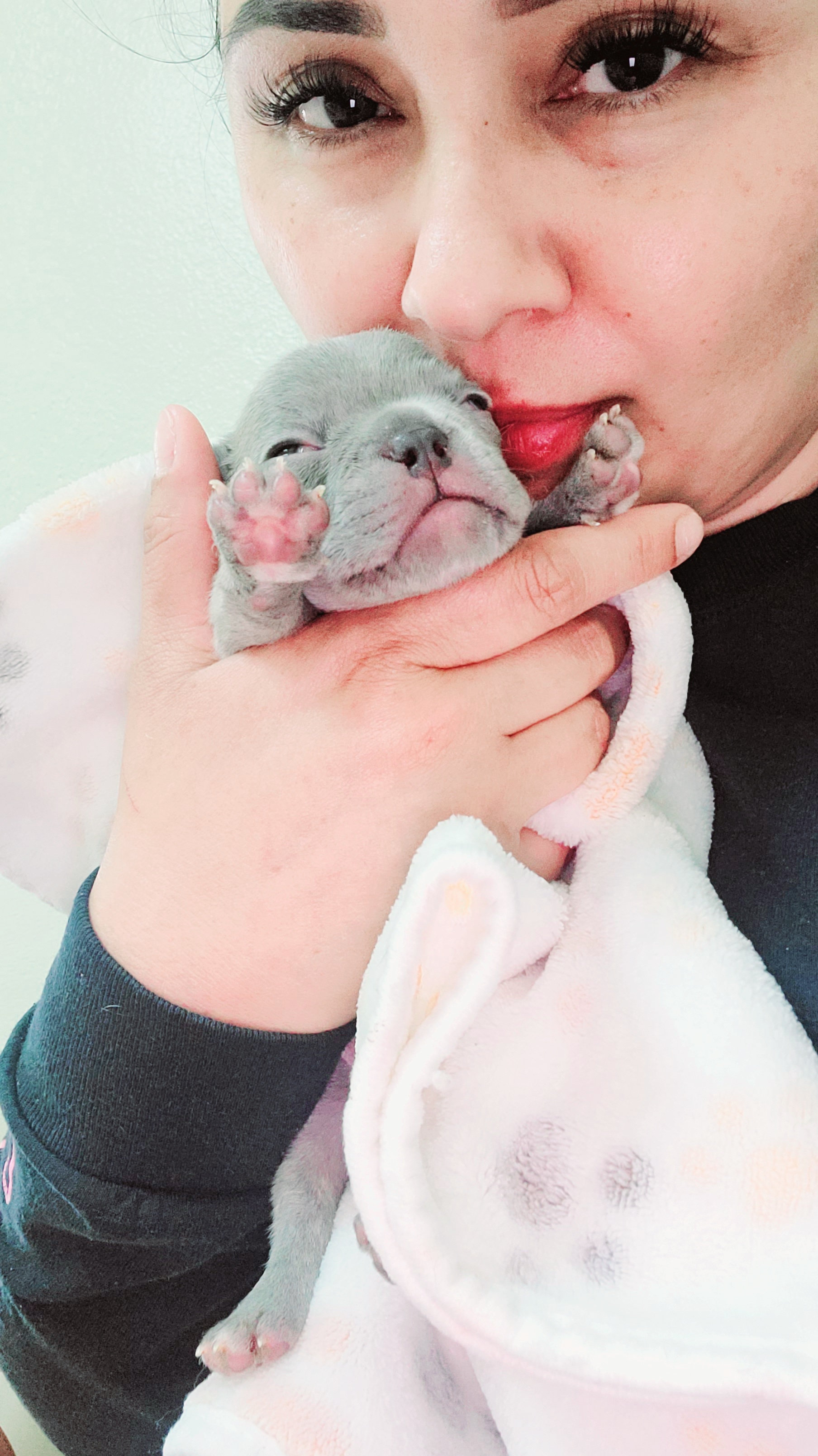 French Bulldog Puppies from Culichitown Frenchies