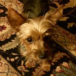 Zoe - Yorkshire Terrier