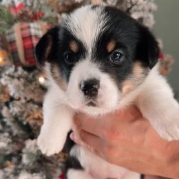 Holly - Black and tan female Pembroke Welsh Corgi puppy in Mannington, West Virginia from Sunshine Corgies