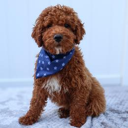 Kai - Red  male Goldendoodle puppy in Apopka, Florida from Rae Precious Puppies