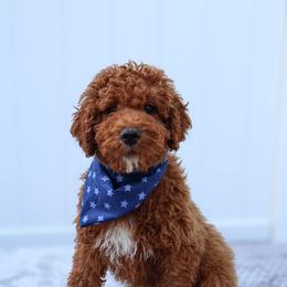 Kai - Red  male Goldendoodle puppy in Apopka, Florida from Rae Precious Puppies
