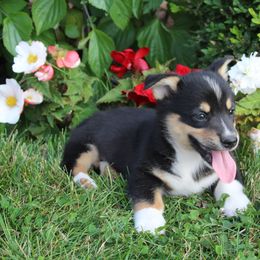 Snickers - Pembroke Welsh Corgi puppy from Covered Bridge Corgis