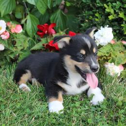 Snickers - Pembroke Welsh Corgi puppy from Covered Bridge Corgis