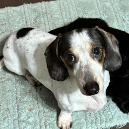 Rufus - Dachshund