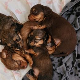 Dachshunds from Woodie Weens