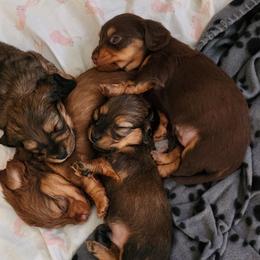 Dachshunds from Woodie Weens