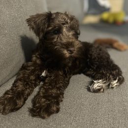 Miniature Schnauzers from Ave-Mazing Bayou Babies