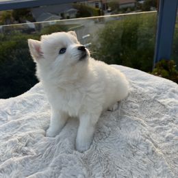 Pomsky Puppies from JadesPomskyResort