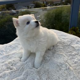 Pomsky Puppies from JadesPomskyResort