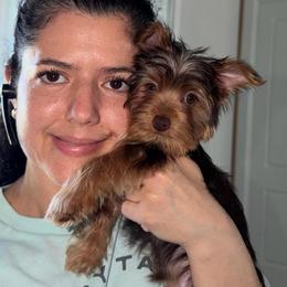 Wiskey To - Chocolate and tan male Yorkshire Terrier puppy in Fort Myers, Florida from Katherine’s Yorkies and Poodles