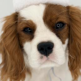 Cavalier King Charles Spaniels and Cavapoos from Mc Doodles of Texas LLC