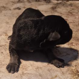 Girl 3 - Black and tan female German Shepherd puppy in Lake George, Colorado from High Country German Shepherds