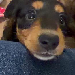 Black and Tan Long-Haired Boy - Black and tan male Dachshund puppy in Burkesville, Kentucky from Bline’s Awesome Aussies & Doxies at the Bline Family Farm