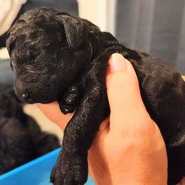 Chow Chow and Poodle Puppies from Pandora