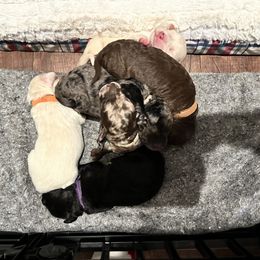 Goldendoodle puppies from Sweetgrass Goldendoodles of Moncks Corner