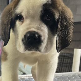 Girl 2 - Saint Bernard puppy in Clearfield County, Pennsylvania from Keystone Saints