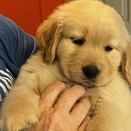 German Shepherds and Golden Retrievers from Hornung's German Shepherds and Golden Retrievers
