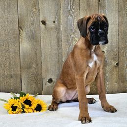 Esme - Fawn Boxer puppy in Cove, Oregon from Luna Ray Boxers