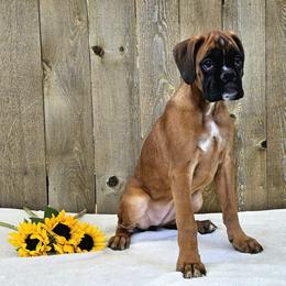 Esme - Fawn Boxer puppy in Cove, Oregon from Luna Ray Boxers