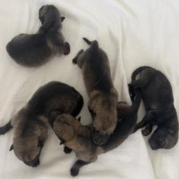Blue Color - Silver gray male Czechoslovakian Vlcak puppy in Florida from DireWolf Pack
