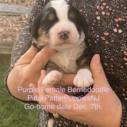 Bernedoodle Puppies from Pitter Patter Puppies NJ