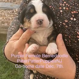 Bernedoodle Puppies from Pitter Patter Puppies NJ