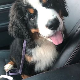 Bernedoodles, Bernese Mountain Dogs, and Goldendoodles from Bernedoodles & Doodles of the Ozarks
