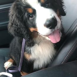 Bernedoodles, Bernese Mountain Dogs, and Goldendoodles from Bernedoodles & Doodles of the Ozarks