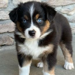 Truvy - Black tri female Miniature Australian Shepherd puppy in Cunningham, Tennessee from Copper Creek Aussies