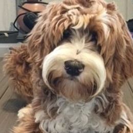 Charlie - Australian Labradoodle