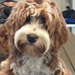 Charlie - Australian Labradoodle