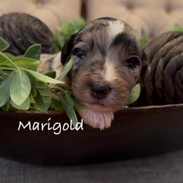 Marigold - Blue merle female Aussiedoodle puppy in Cartersville, Georgia from Simply Blessed Doodles