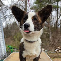 Sadie - Cardigan Welsh Corgi