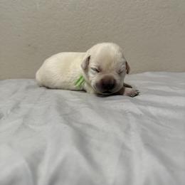 Green collar - Yellow male Labrador Retriever puppy in Buckeye, Arizona from Wranglin Farms
