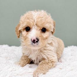 Girl 2 - Apricot female Goldendoodle puppy in Springfield, Ohio from Dawson & Daryn's Royal Companions