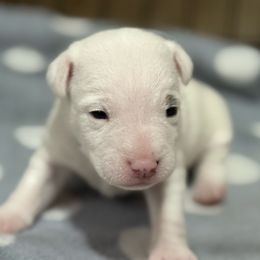Polar - Tri-color male Jack Russell Terrier puppy in Yakima County, Washington from Saddle Rock Kennels