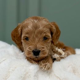 Tan collar GRINCH - Apricot male Goldendoodle puppy in Salem, Utah from Aspen Doodles