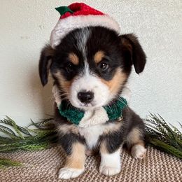MATT AKC - Black and tan male Pembroke Welsh Corgi puppy in Hinton, Oklahoma from Green Cloud Ranch