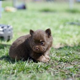 Buttercup - Chocolate female Pomeranian puppy in Saint Ignatius, Montana from Pomeranians Montana