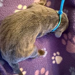 Charcoal Male- Turquoise - Charcoal male Dilute Retriever puppy in Marion, Illinois from Summer Lovin’ Labradors of Southern Illinois