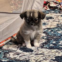 Bear - Sable spotted white male Chihuahua puppy in Tulsa, Oklahoma from Hart's Chihuahuas