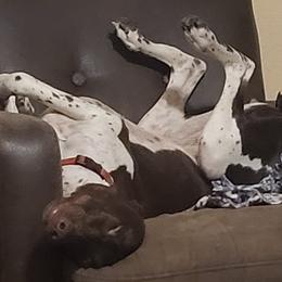German Shorthaired Pointers from Stellar GSPs